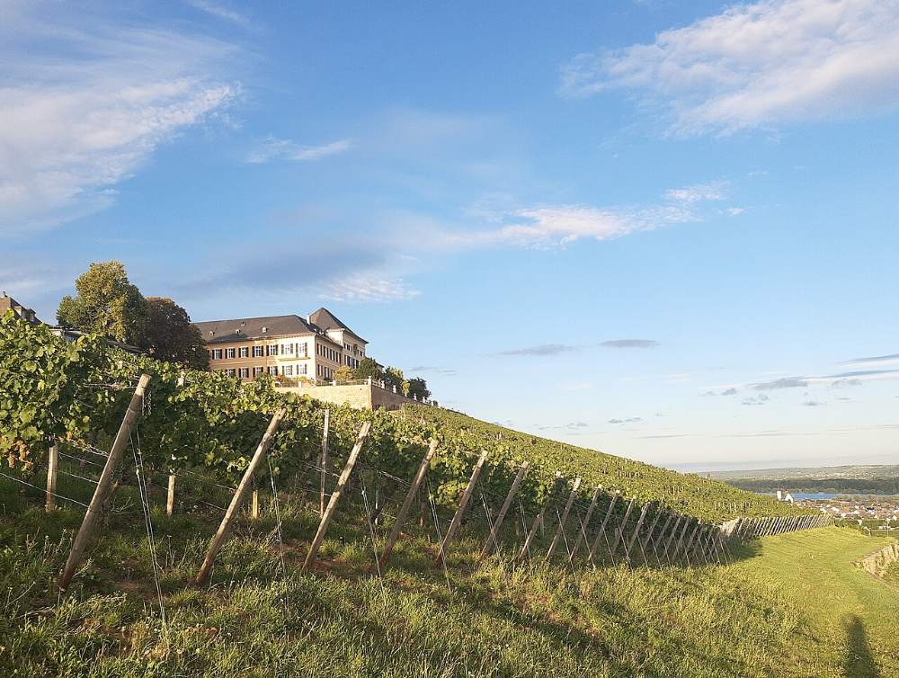 Schloss Johannisberg über den Weinbergen, dahinter der Rhein