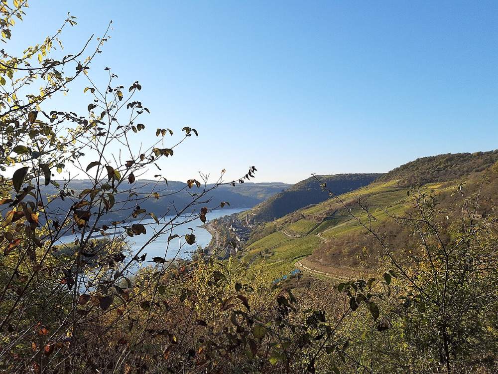 Blick vom Rheinsteig über die Weinberge auf den Rhein bei Lorch